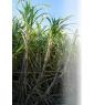Biofertilizer for Sugarcane